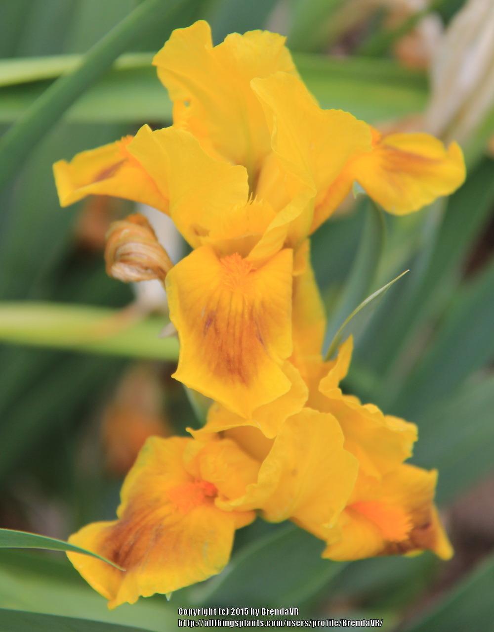 Photo of Standard Dwarf Bearded Iris (Iris 'Brilliant Bauble') uploaded by BrendaVR