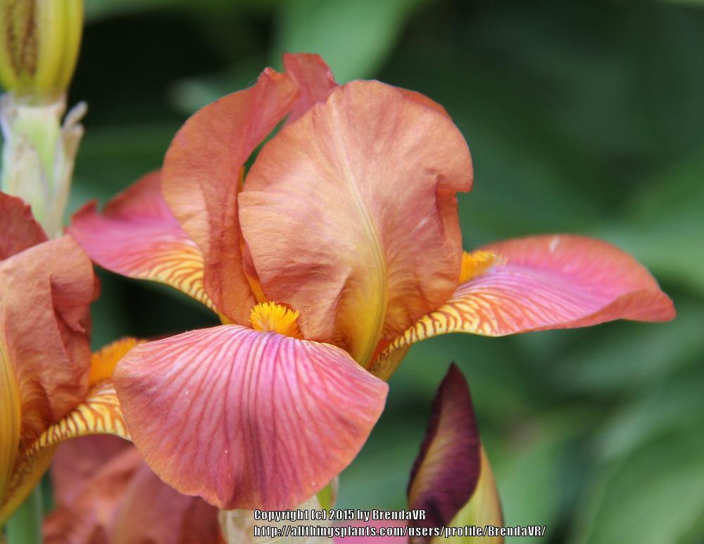 Photo of Miniature Tall Bearded Iris (Iris 'Hot News') uploaded by BrendaVR