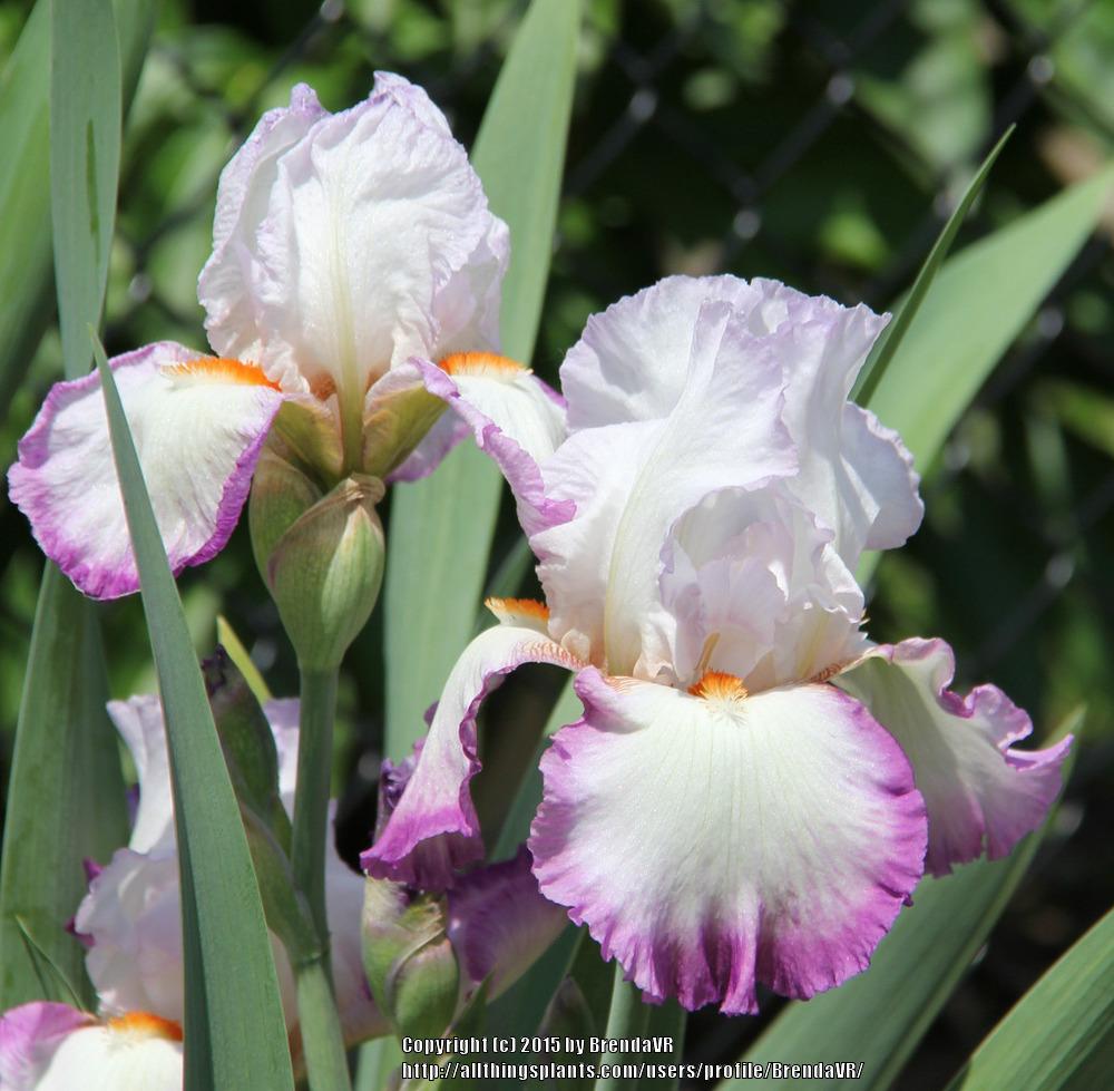Photo of Tall Bearded Iris (Iris 'Ravissant') uploaded by BrendaVR