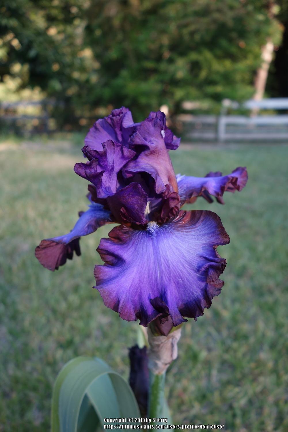 Photo of Tall Bearded Iris (Iris 'Strut Your Stuff') uploaded by Henhouse