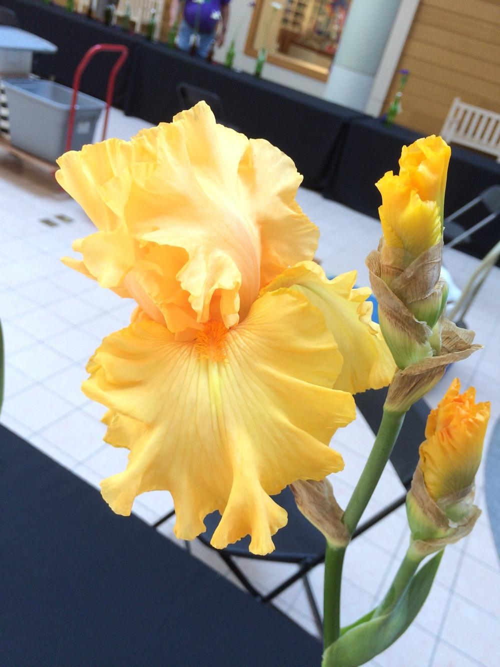 Photo of Tall Bearded Iris (Iris 'Amplified') uploaded by Misawa77