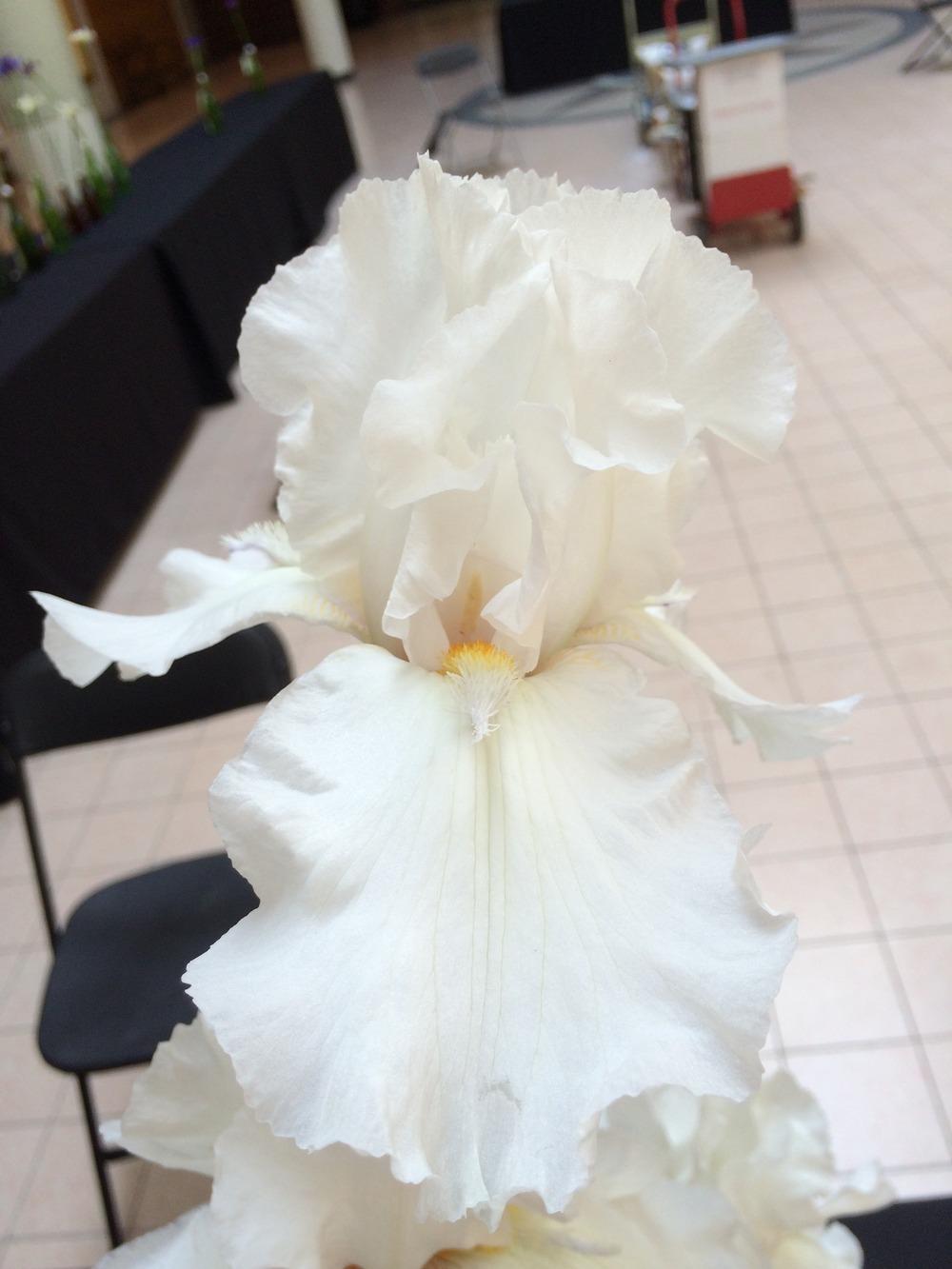 Photo of Tall Bearded Iris (Iris 'Silver Trumpets') uploaded by Misawa77