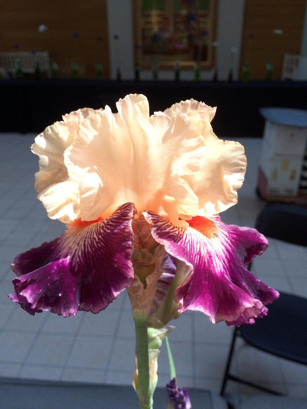 Photo of Tall Bearded Iris (Iris 'Jazz Era') uploaded by Misawa77