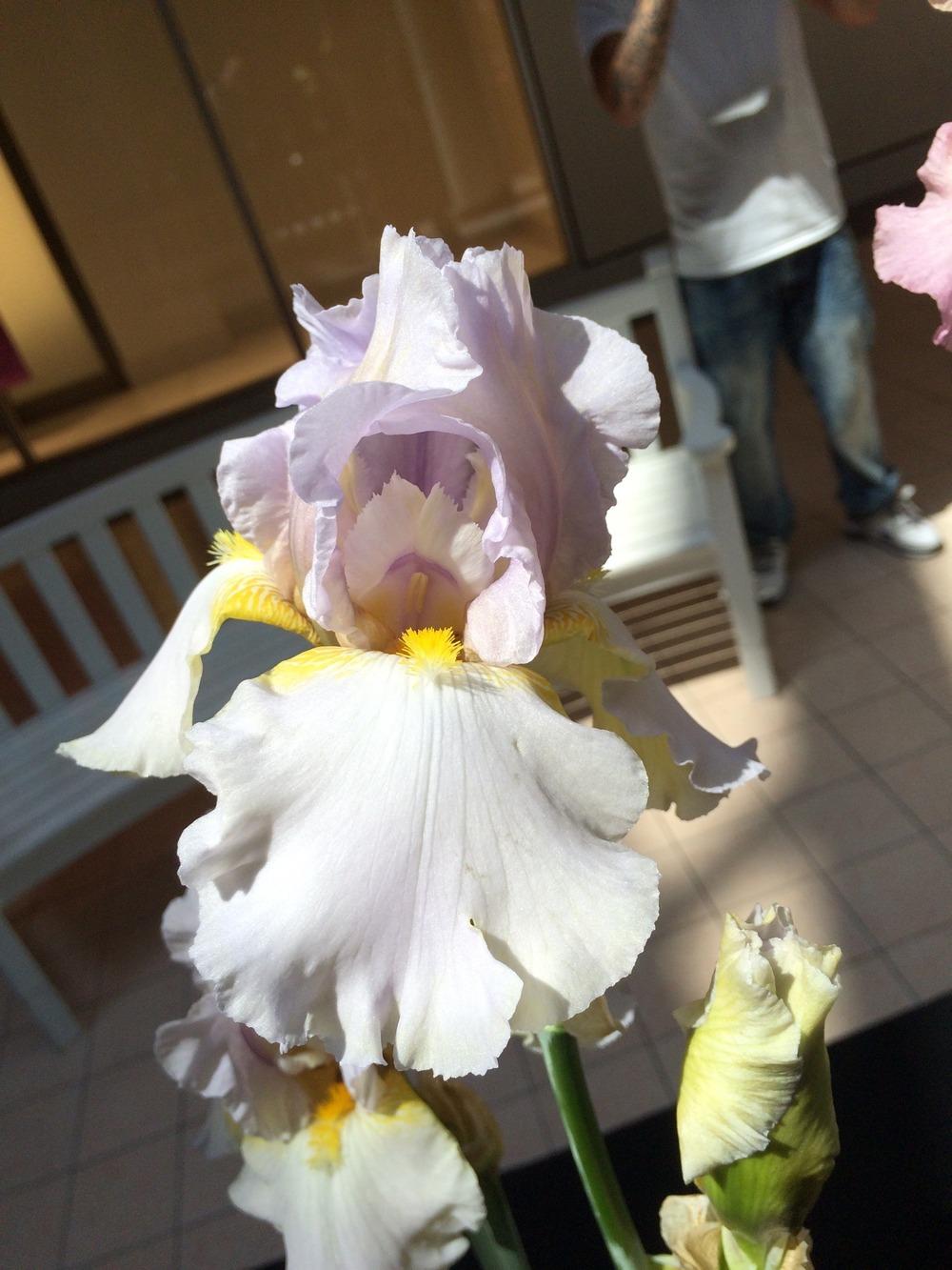 Photo of Tall Bearded Iris (Iris 'Behold Your Muse') uploaded by Misawa77