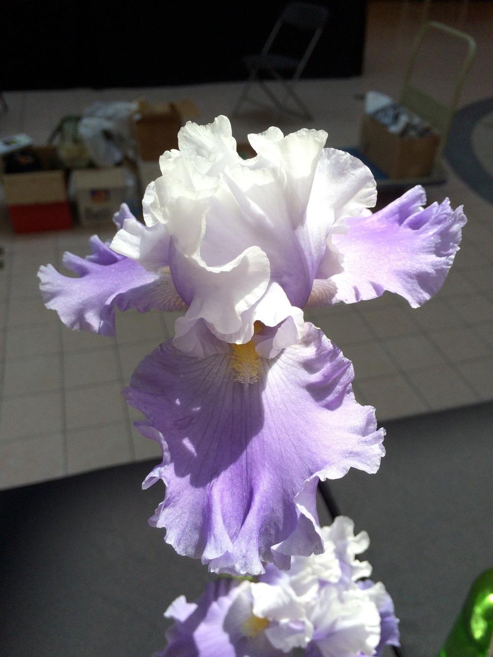Photo of Tall Bearded Iris (Iris 'Doo Dah') uploaded by Misawa77