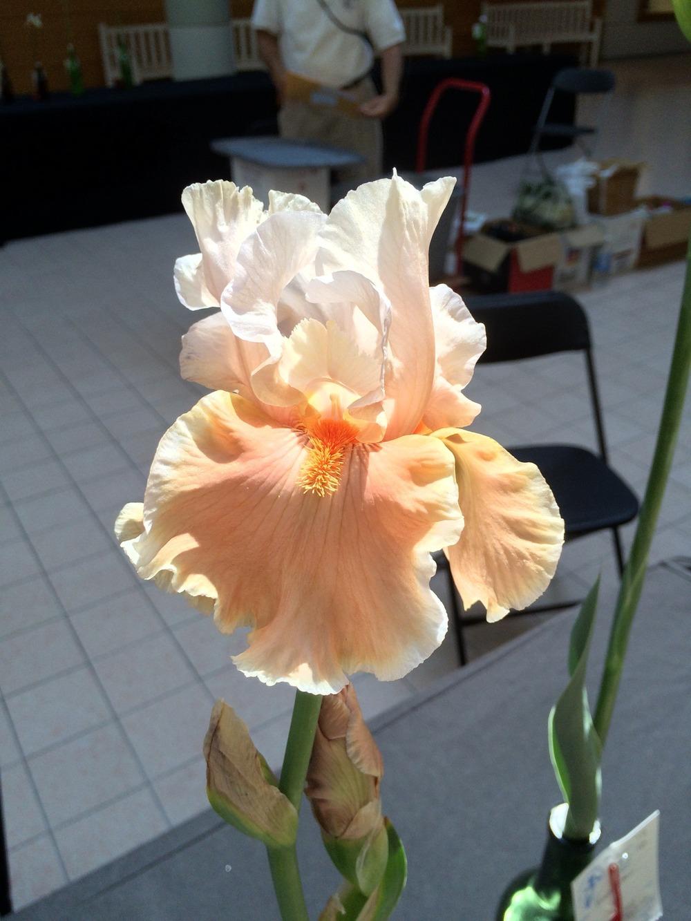 Photo of Tall Bearded Iris (Iris 'Magharee') uploaded by Misawa77
