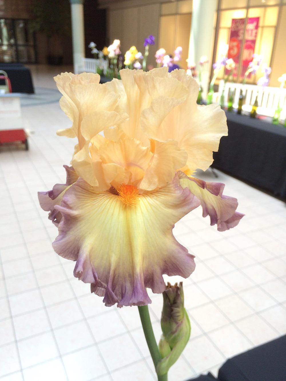 Photo of Tall Bearded Iris (Iris 'Illusionist') uploaded by Misawa77