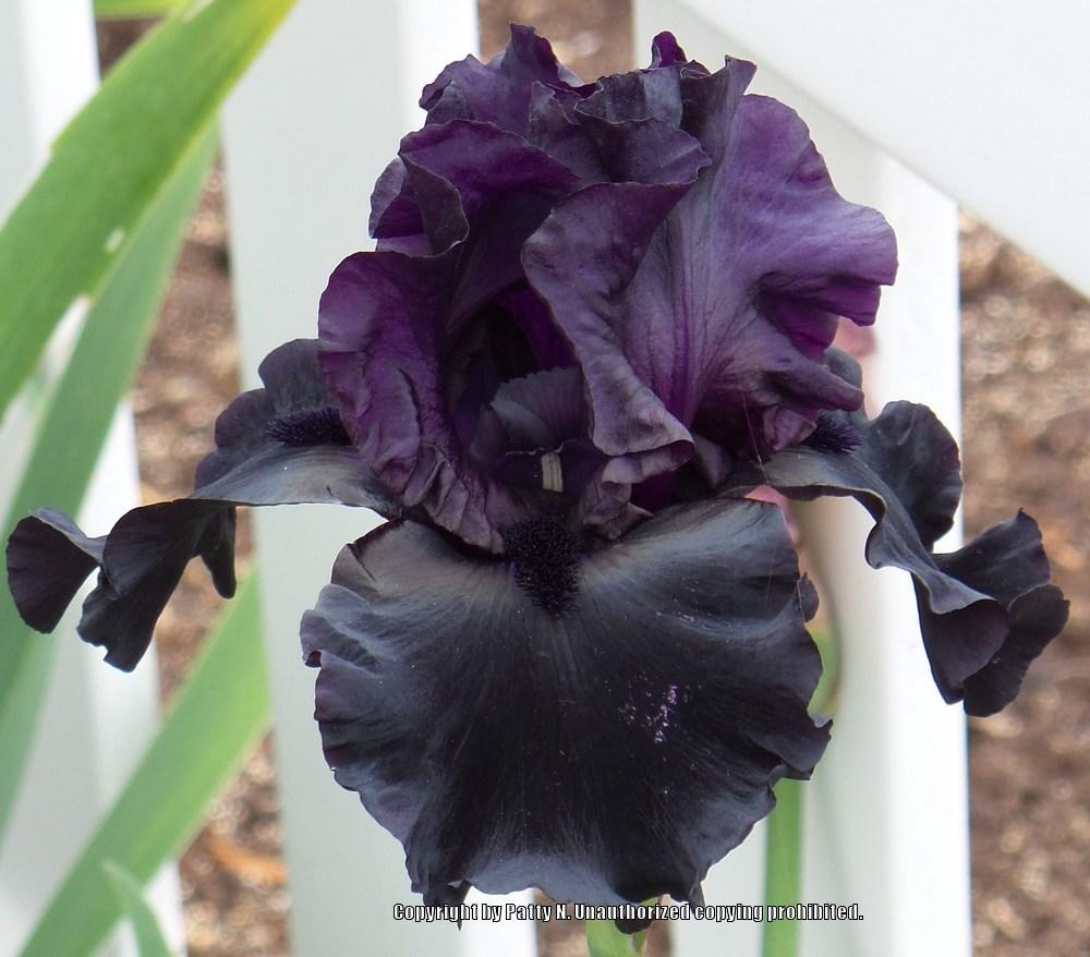Photo of Tall Bearded Iris (Iris 'Black Is Black') uploaded by Patty