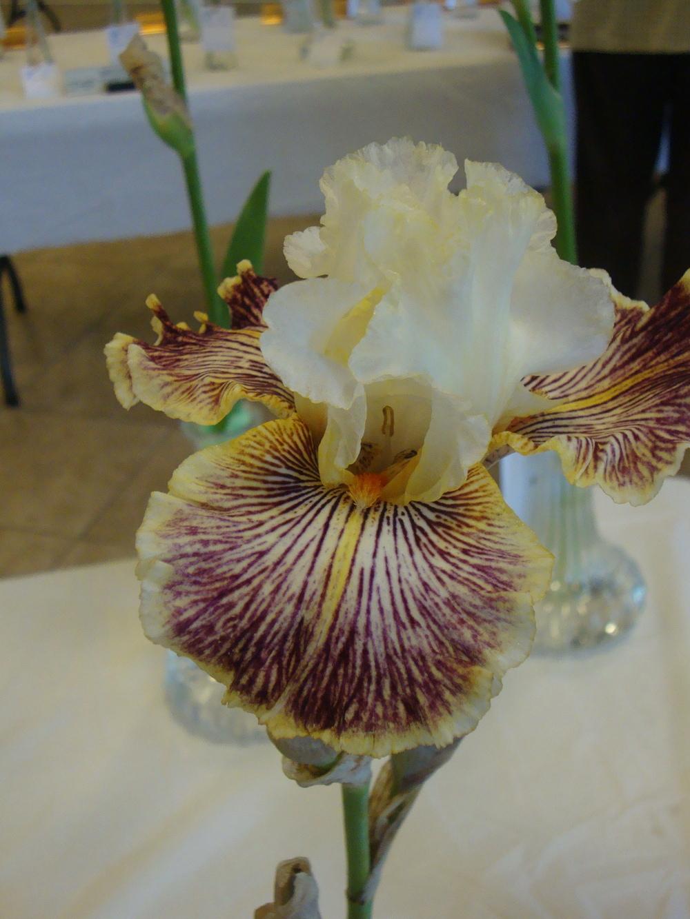 Photo of Tall Bearded Iris (Iris 'Insaniac') uploaded by Paul2032