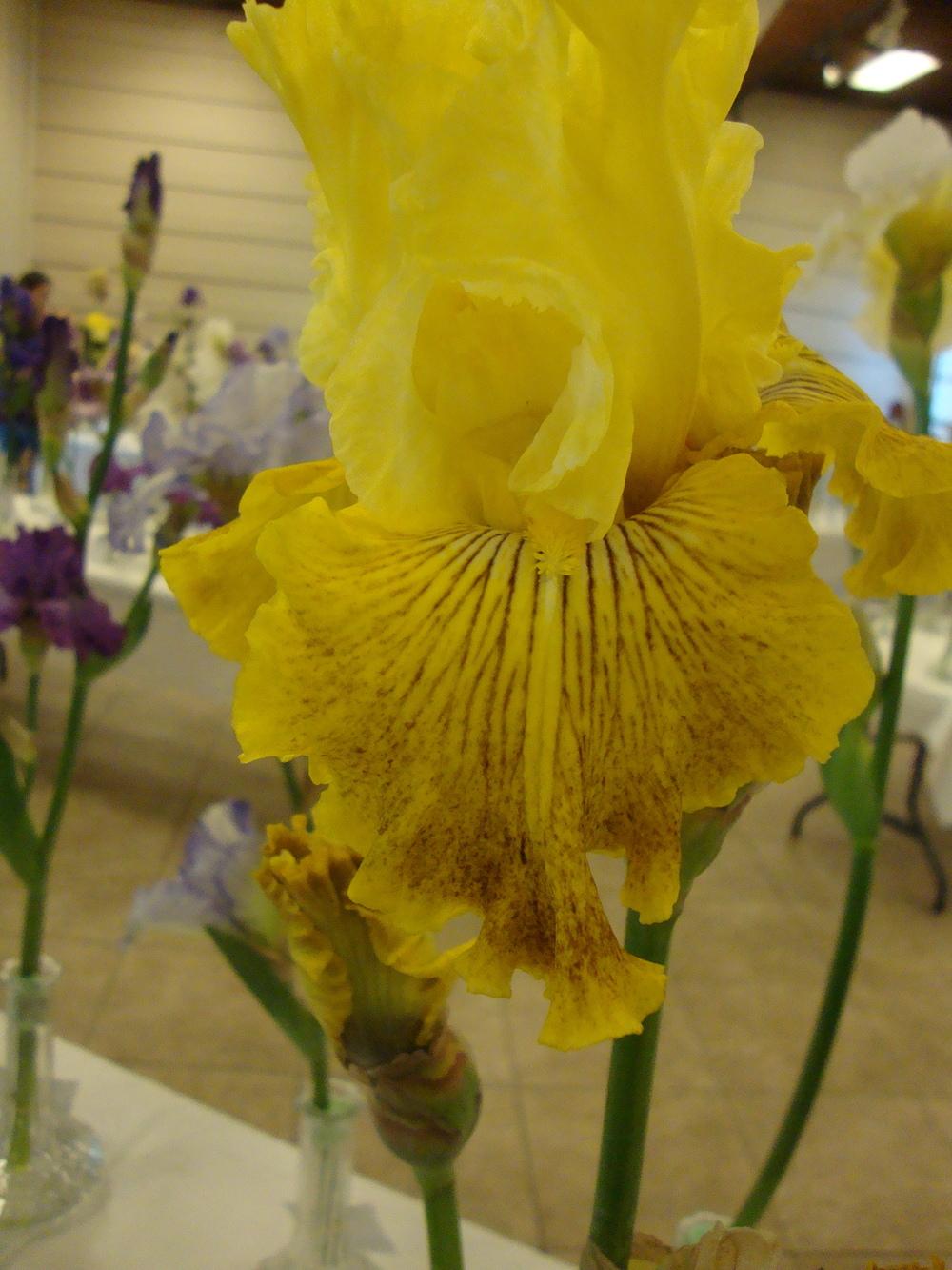 Photo of Tall Bearded Iris (Iris 'Bright Sunshiny Day') uploaded by Paul2032