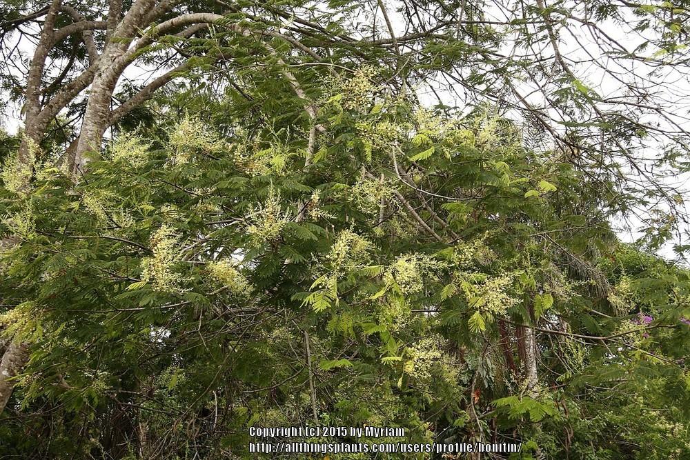 Photo of Lead Tree (Leucaena leucocephala) uploaded by bonitin