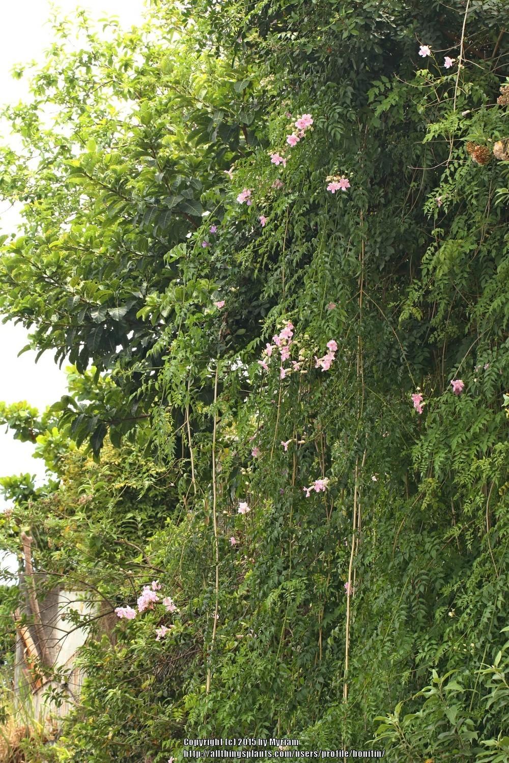 Photo of Pink Trumpet Vine (Podranea ricasoliana) uploaded by bonitin