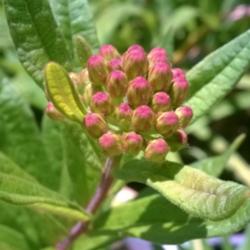 Location: Woodbridge , Va
Date: 05/31/15
close up of my first butterfly weed buds