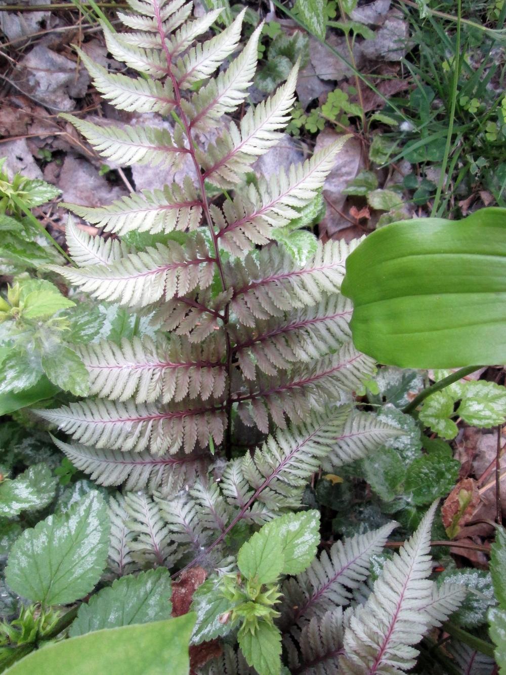 Photo of Japanese Painted Fern (Anisocampium niponicum 'Ursula's Red') uploaded by lauribob