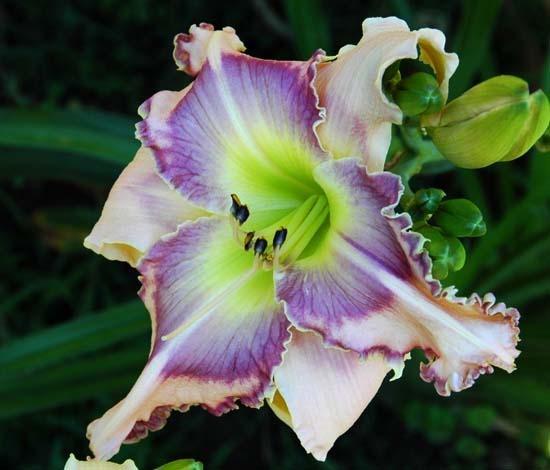 Photo of Daylily (Hemerocallis 'Magnificent Dad') uploaded by shive1