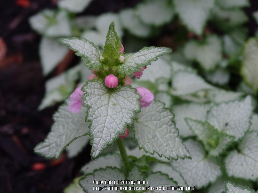Photo of Spotted Dead Nettle (Lamium maculatum) uploaded by vbprog
