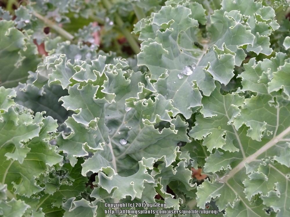 Photo of Kale (Brassica oleracea 'Dwarf Blue Curled Scotch') uploaded by vbprog
