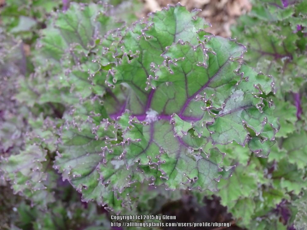 Photo of Kale (Brassica oleracea var. viridis 'Redbor') uploaded by vbprog