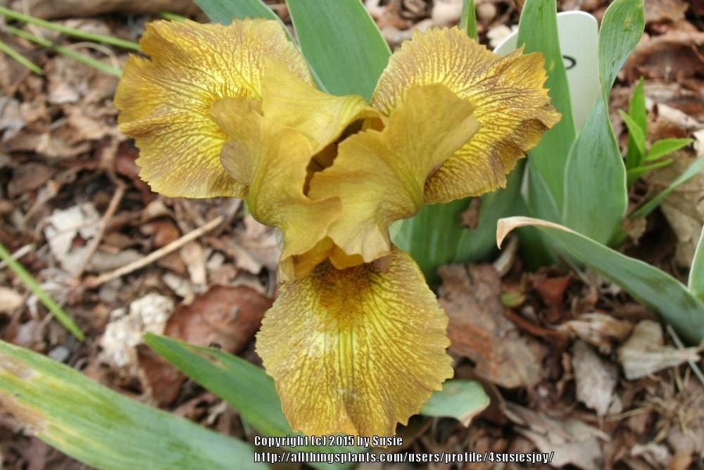 Photo of Standard Dwarf Bearded Iris (Iris 'Snickers') uploaded by 4susiesjoy