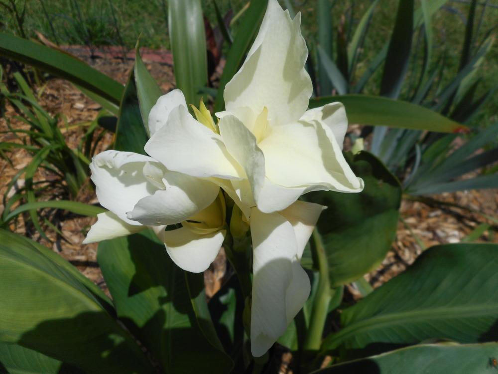 Photo of Canna 'Pure White' uploaded by Kabby