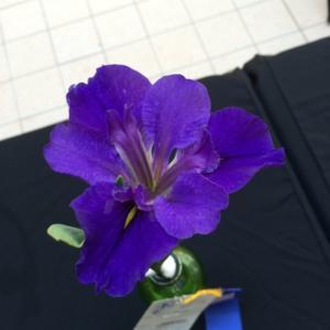 Susquehanna Iris Society 2015 Show