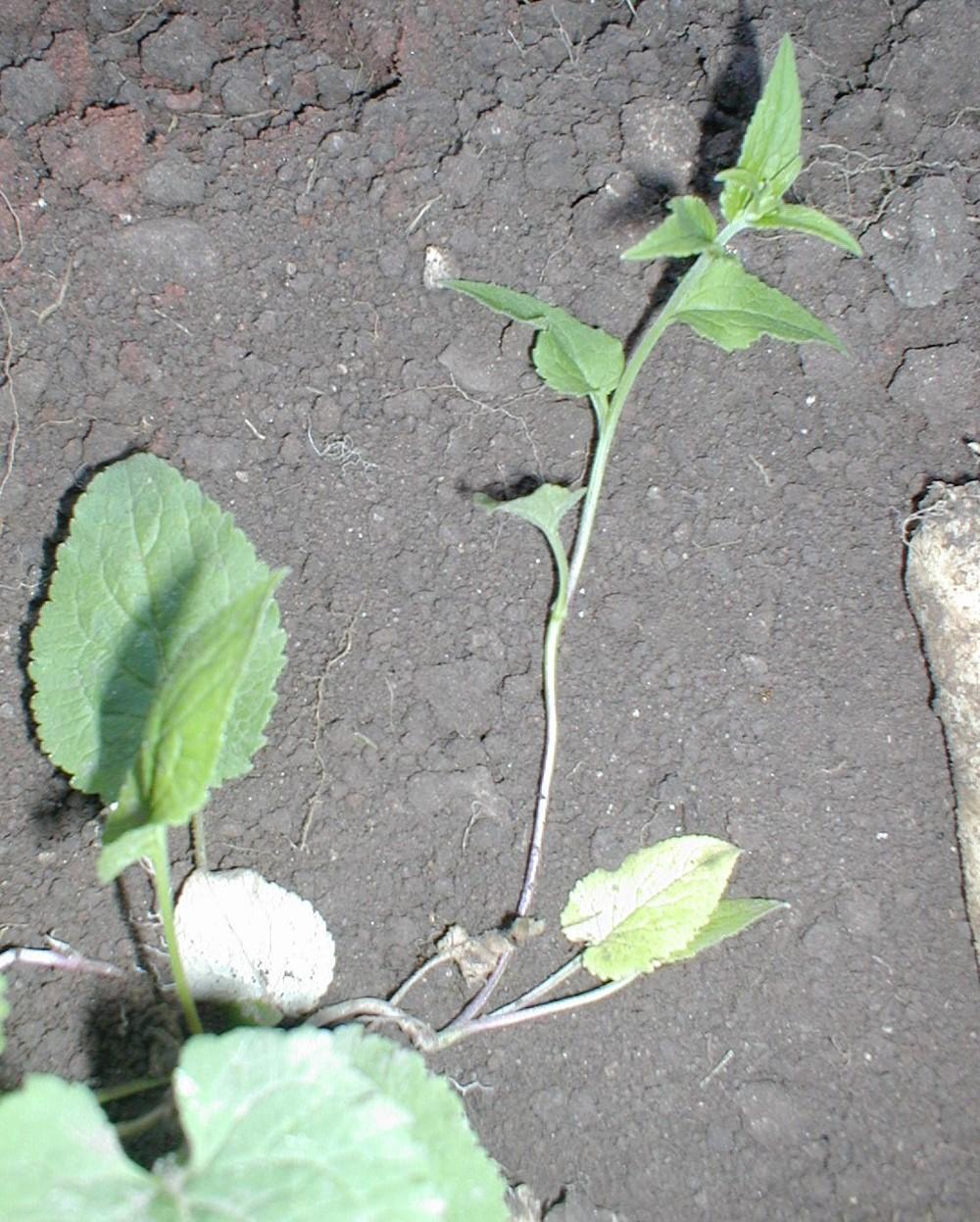 Photo of Creeping Bellflower (Campanula rapunculoides) uploaded by admin