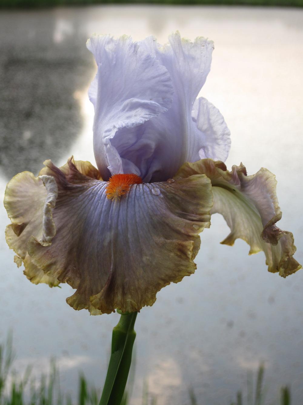 Photo of Tall Bearded Iris (Iris 'Snaparazzi') uploaded by barashka