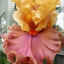 Location: Southeast Indiana
Date: May
Tall Bearded Iris: (Glamazon)
