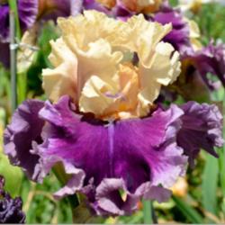 Location: Southeast Indiana
Date: May
Tall Bearded Iris:  (Roaring Twenties)