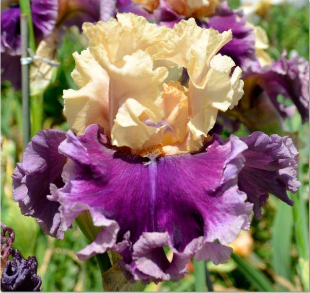 Photo of Tall Bearded Iris (Iris 'Roaring Twenties') uploaded by diggit