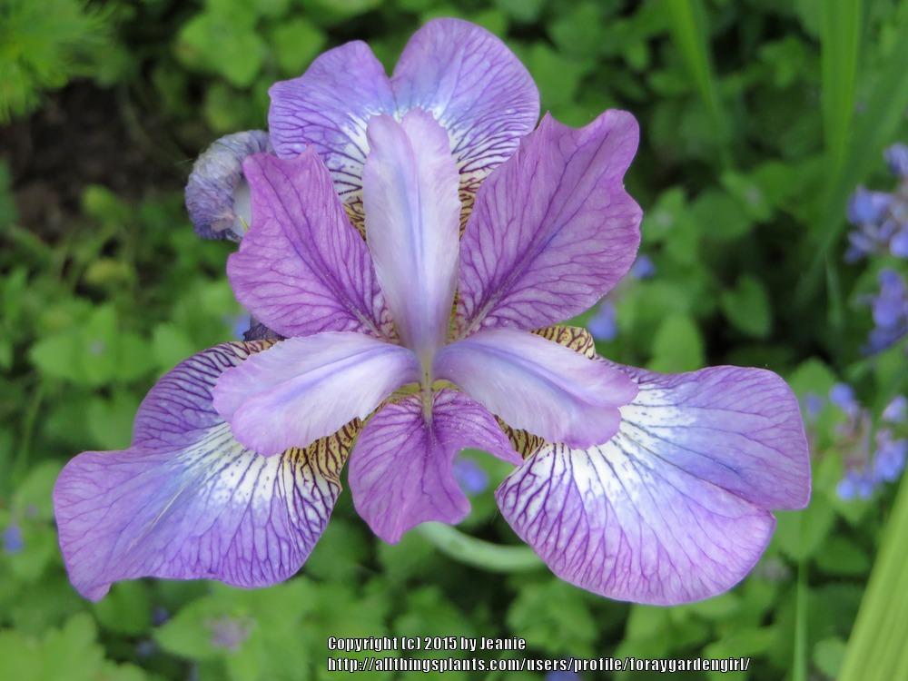 Photo of Siberian Iris (Iris 'Shaker's Prayer') uploaded by foraygardengirl