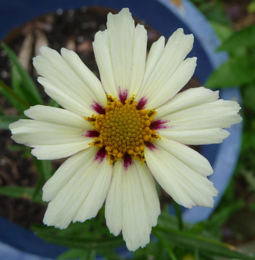 Photo of Coreopsis Big Bang™ Star Cluster uploaded by gardengus