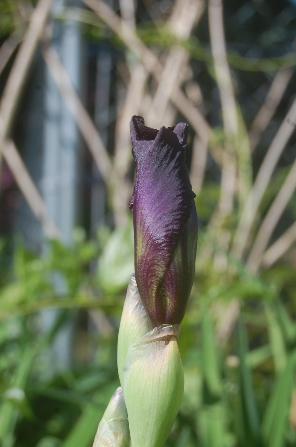 Photo of Intermediate Bearded Iris (Iris 'Jump Start') uploaded by pixie62560