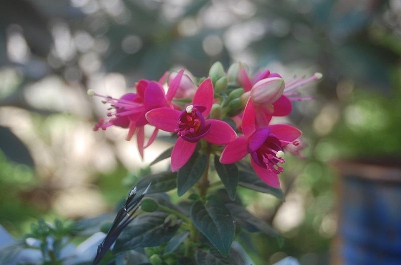 Photo of Fuchsias (Fuchsia) uploaded by pixie62560