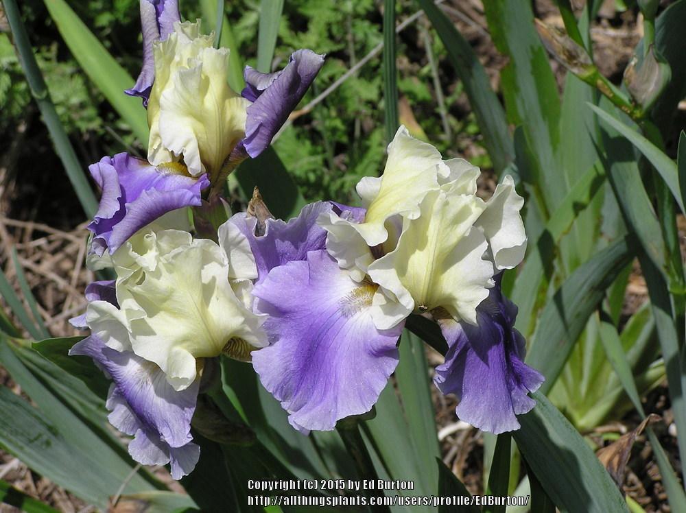 Photo of Tall Bearded Iris (Iris 'Edith Wolford') uploaded by EdBurton