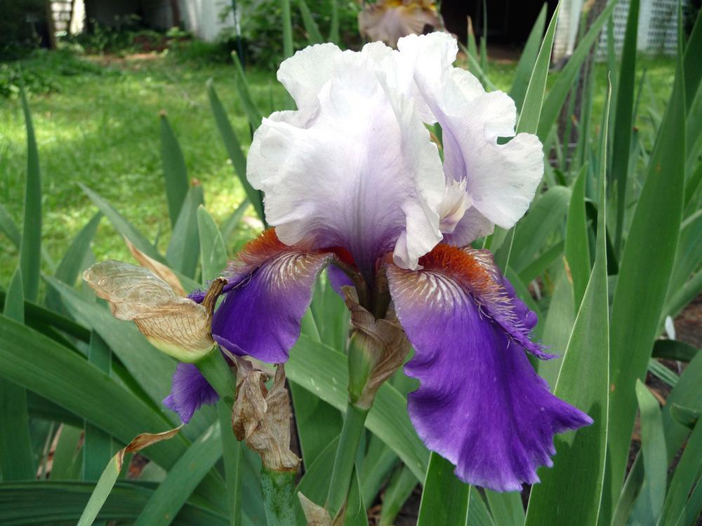 Photo of Tall Bearded Iris (Iris 'Elvis Dreamer') uploaded by Lestv