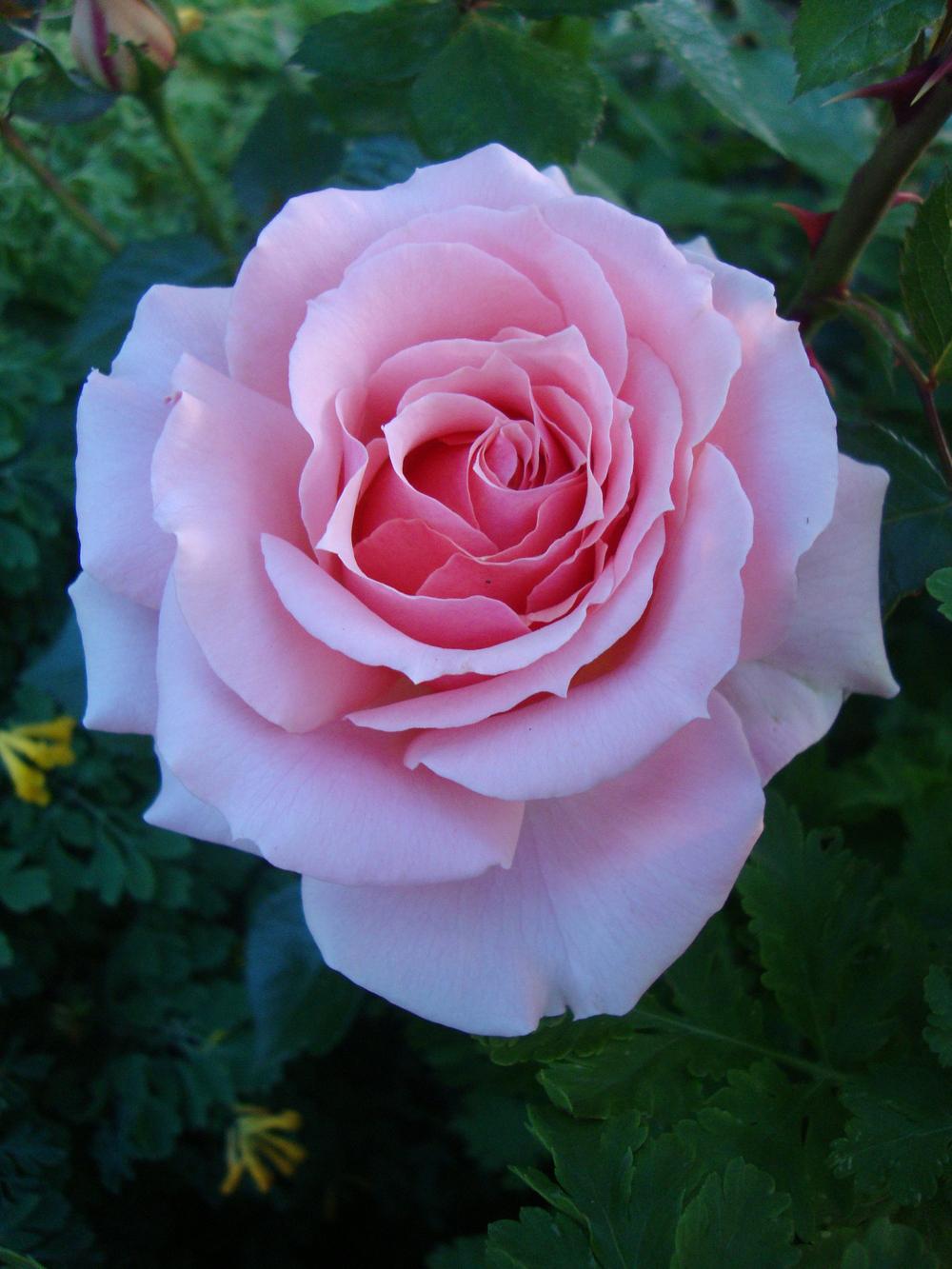 Photo of Rose (Rosa 'Tournament of Roses') uploaded by Paul2032