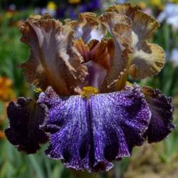 Location: Southeast Indiana
Date: May
Tall Bearded Iris: (Dipped in Dots)