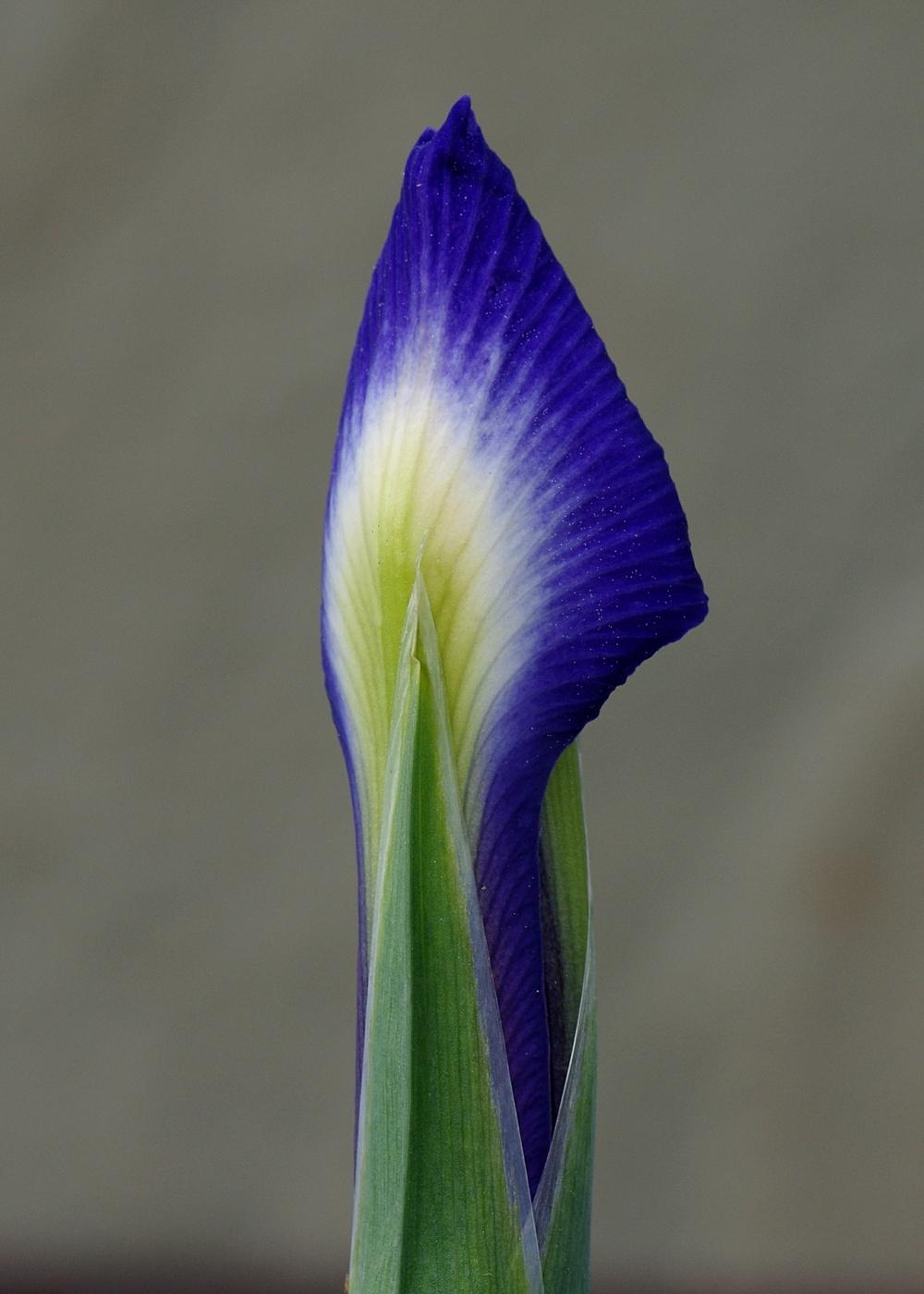 Photo of Dutch Iris (Iris x hollandica 'Professor Blauw') uploaded by dirtdorphins