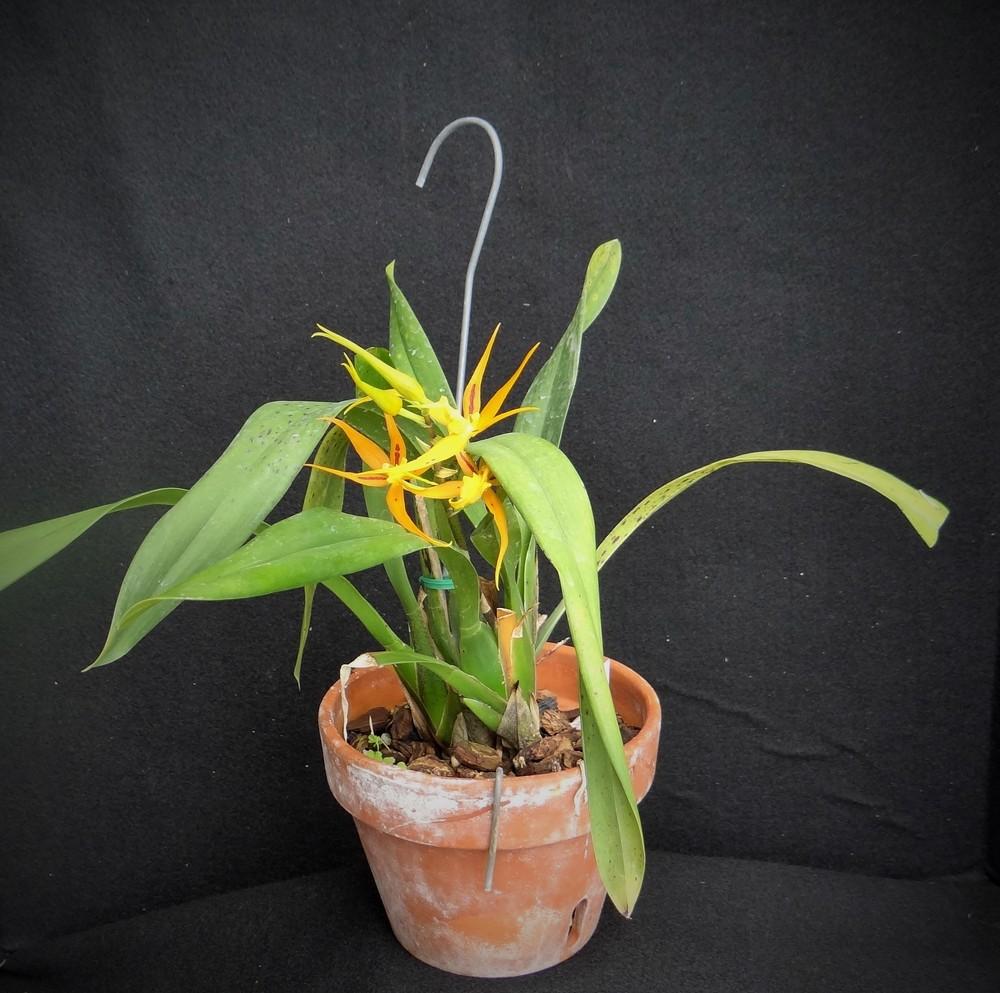 Photo of Orchid (Brassia Orange Delight) uploaded by hawkarica