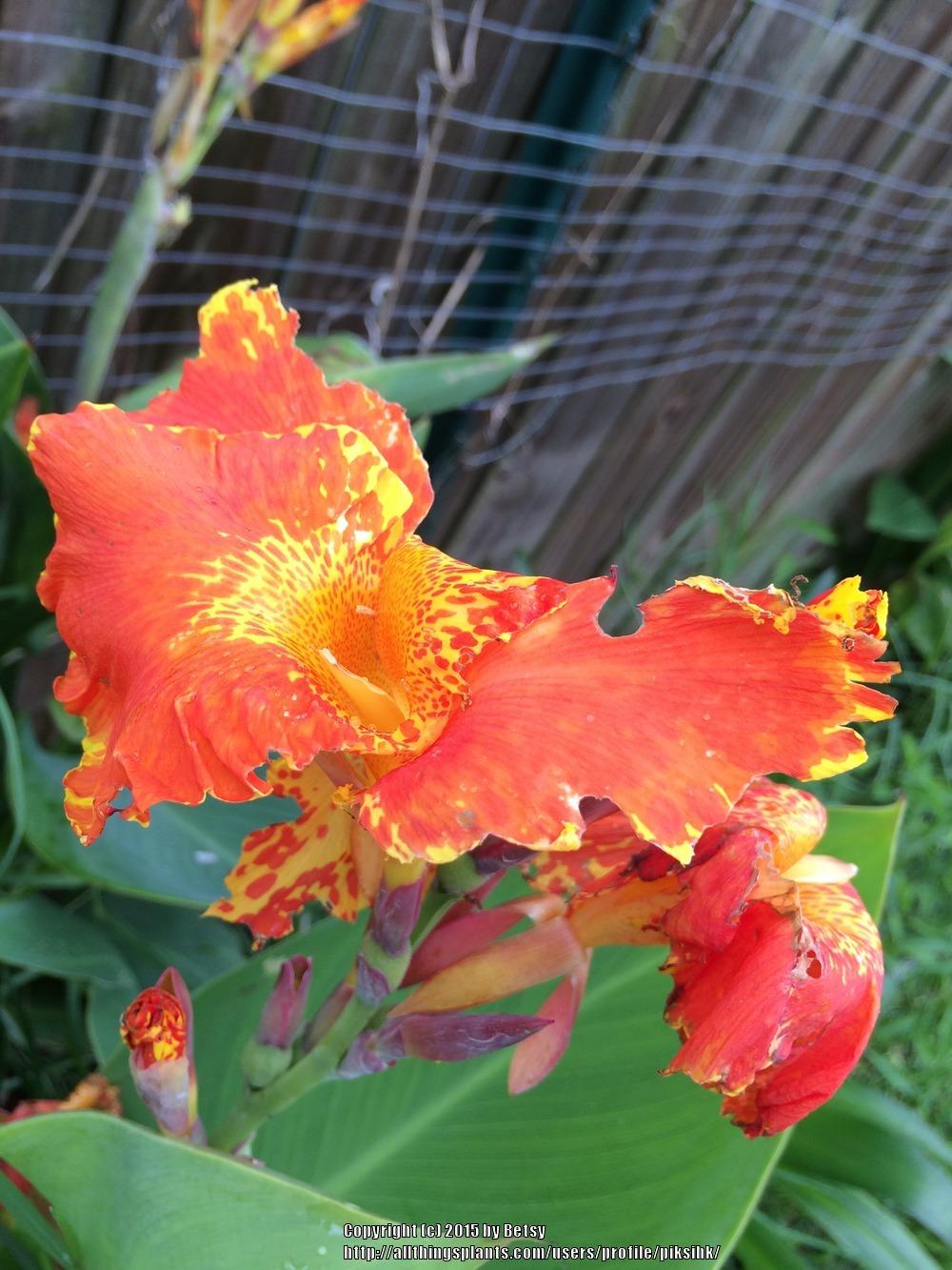 Photo of Canna Lily (Canna 'Yellow King Humbert') uploaded by piksihk