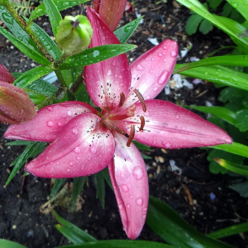 Photo of Lily (Lilium 'Pacific Joy') uploaded by stilldew