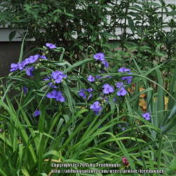 Location: My garden in N E Pa. 
Date: 2012-05-24