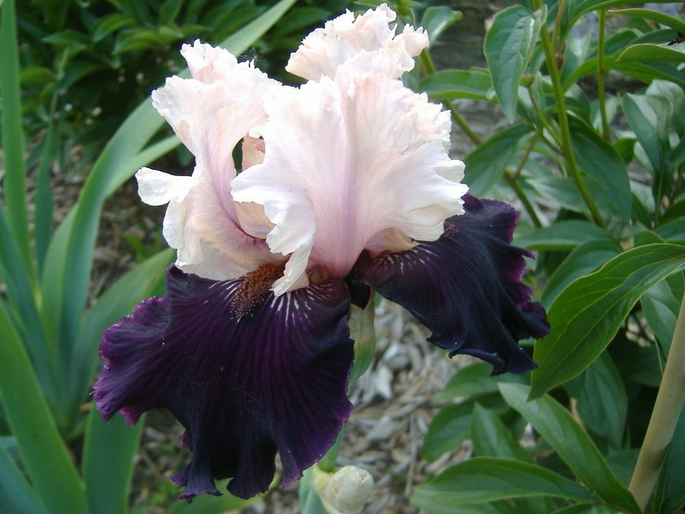 Photo of Tall Bearded Iris (Iris 'Midnight Rose') uploaded by tveguy3