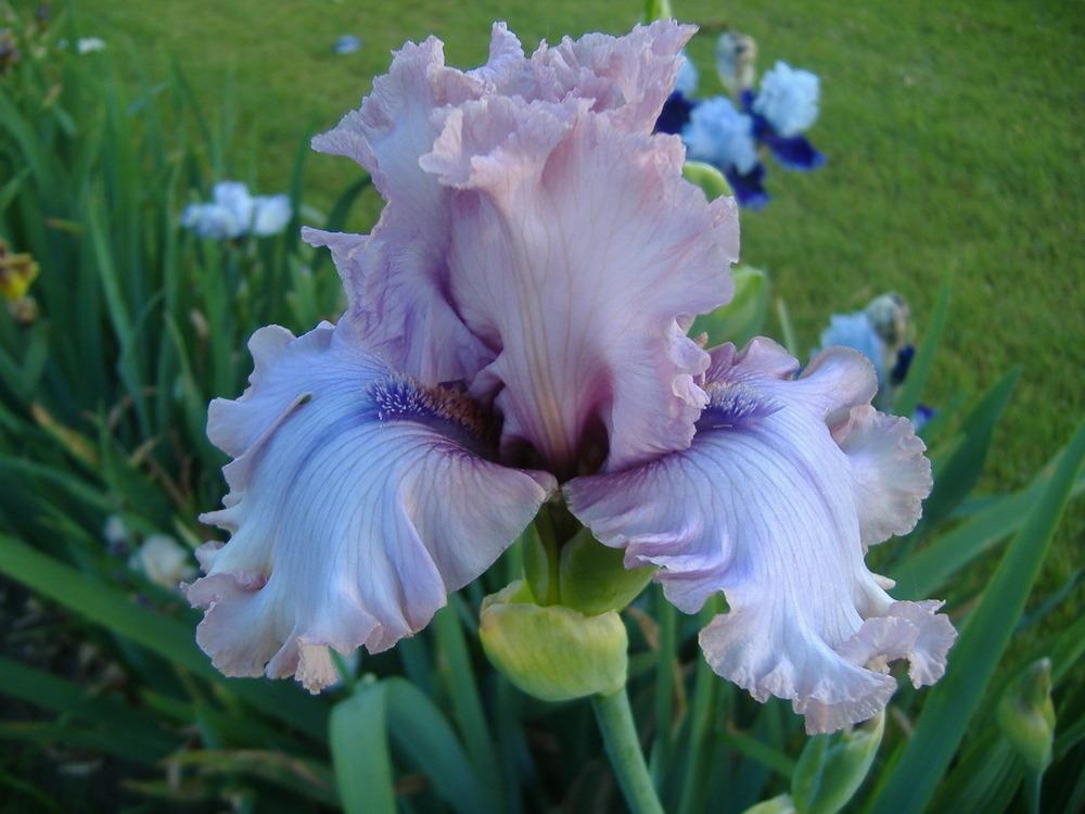 Photo of Tall Bearded Iris (Iris 'Don't Stop Believing') uploaded by tveguy3