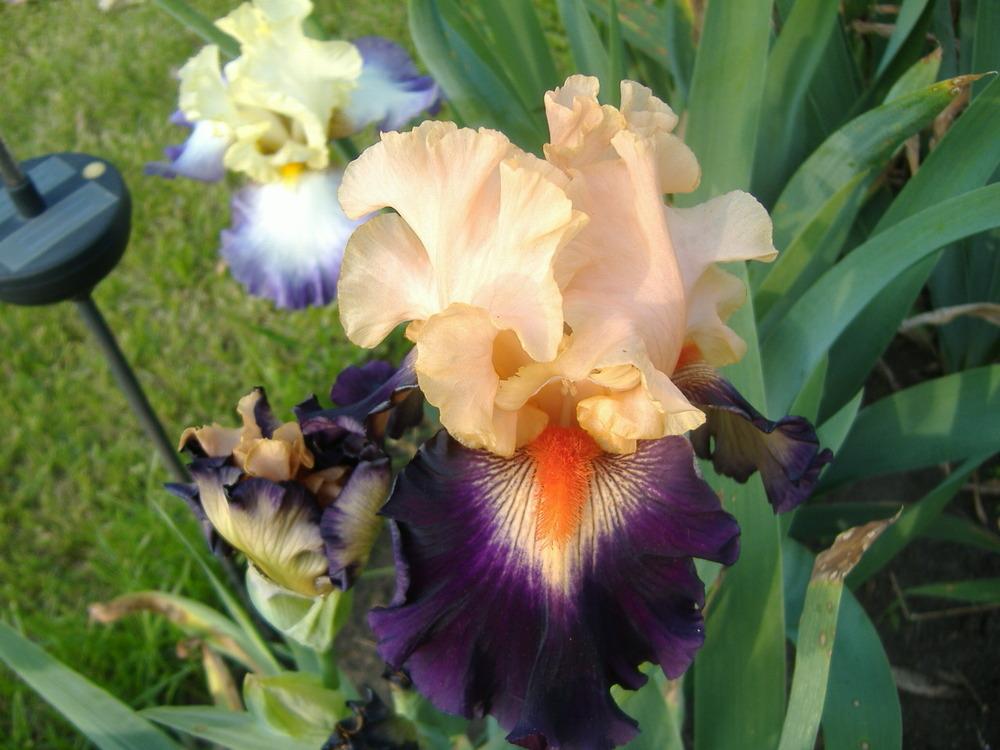 Photo of Tall Bearded Iris (Iris 'Shouting Match') uploaded by tveguy3