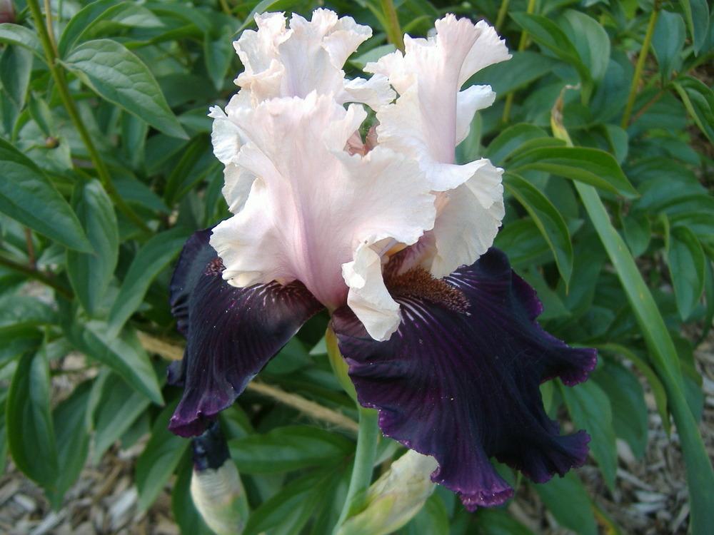 Photo of Tall Bearded Iris (Iris 'Midnight Rose') uploaded by tveguy3