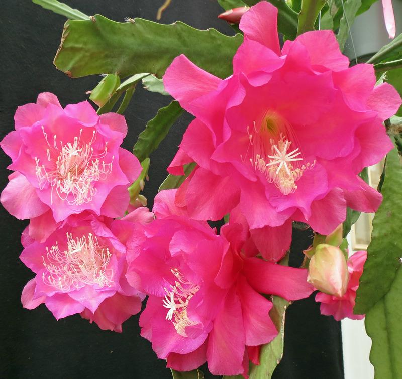 Photo of Orchid Cactus (Epiphyllum 'Martinique') uploaded by AVOCDGIRL