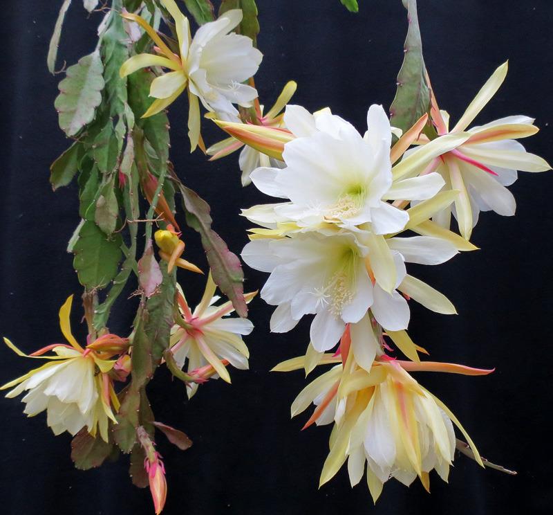 Photo of Hybrid Epiphyllum (Epiphyllum 'Gold Medal') uploaded by AVOCDGIRL