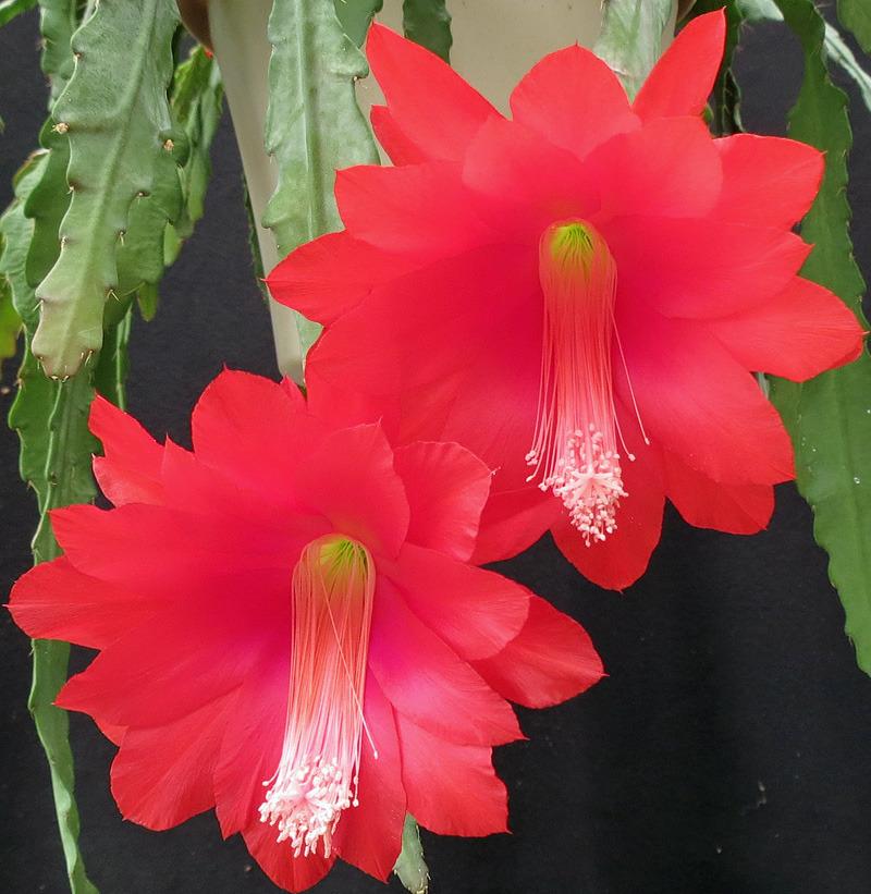 Photo of Orchid Cactus (Epiphyllum 'Jesse's Dream') uploaded by AVOCDGIRL